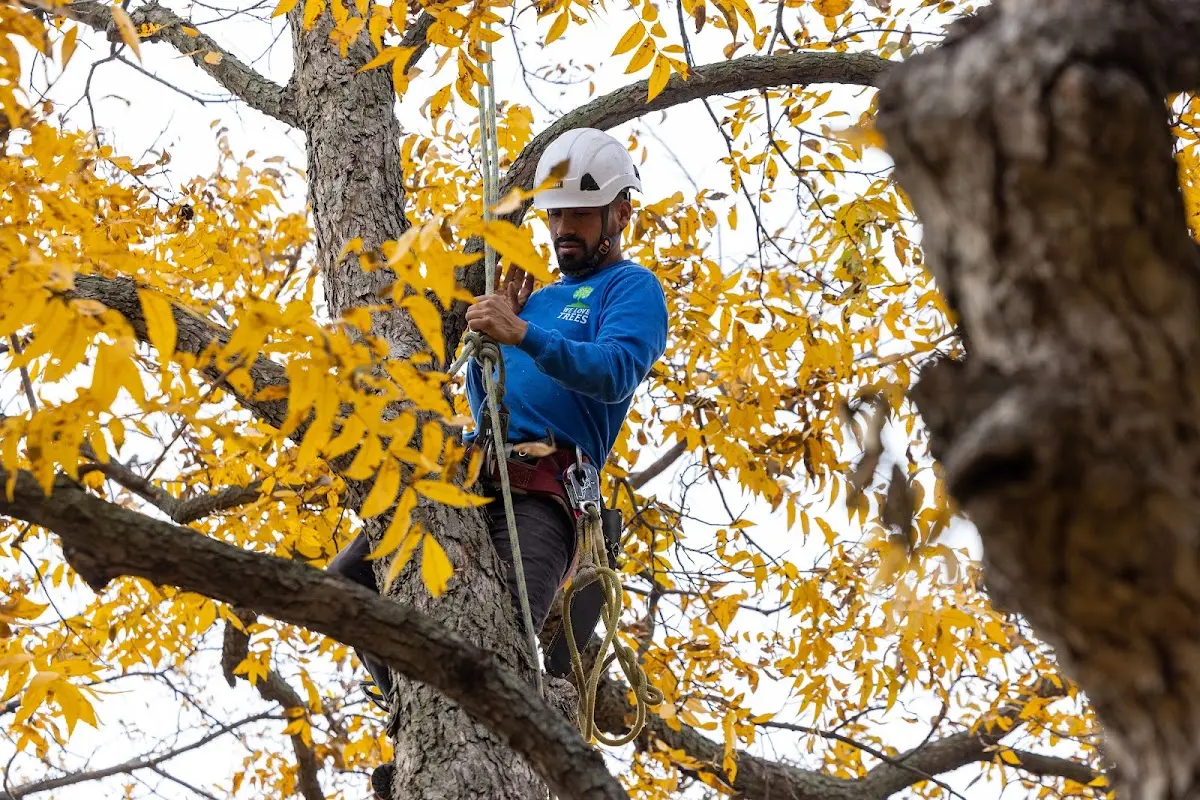 Skilled Tree Trimming crew working in Sandy Hook
